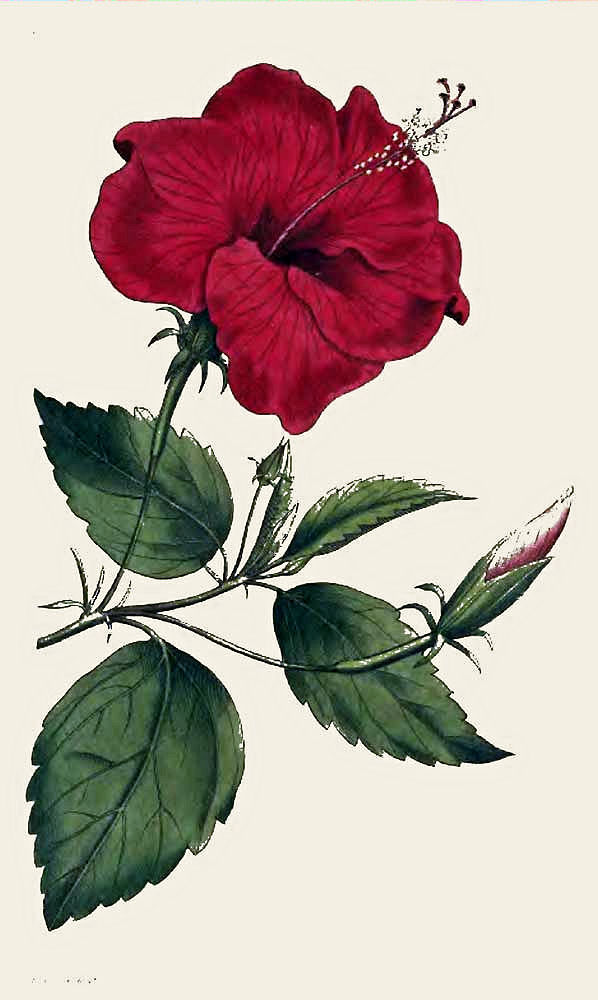 Color illustration of a red lily