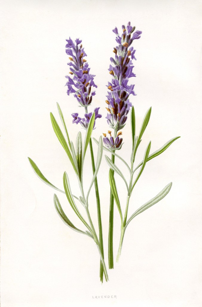 Color illustration of a bushel of lavendar