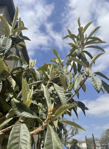 Nispero tree leaves